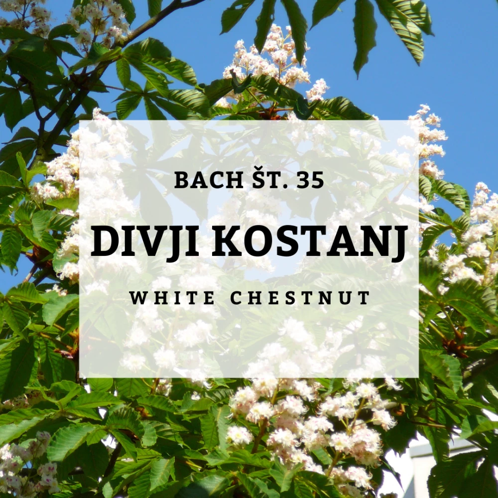 Fiori di Bach White Chestnut - 35 – Solimè